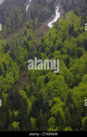 Foresta montana mista con clima umido nelle montagne a nord-ovest di Pontebba, nei pressi di Udine, nella regione italiana Friuli-Venezia Giulia. Foto Stock