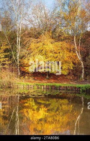 Colori autunnali nella Royal Forest of Dean - Lightmoor Pool vicino a Speech House, Gloucestershire, Inghilterra Regno Unito Foto Stock