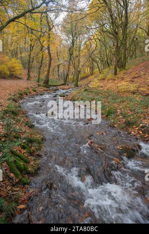 Nant Iago e boschi nei colori autunnali, St Mary's vale, Powys, Galles, Regno Unito Foto Stock