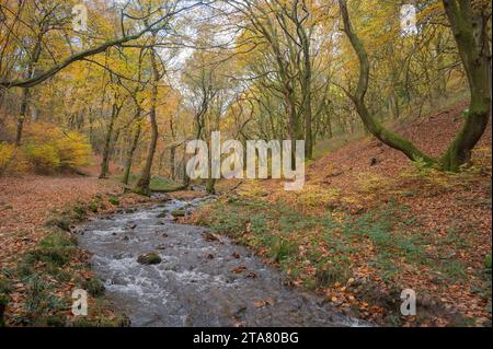 Nant Iago e boschi nei colori autunnali, St Mary's vale, Powys, Galles, Regno Unito Foto Stock