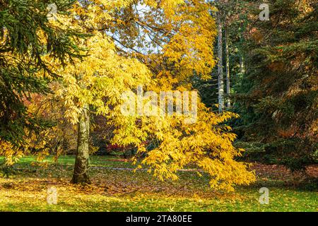 Colori autunnali nella Foresta reale di Dean - Bitternut Hickory (Carya cordiformis) nel Cyril Hart Arboretum vicino a Speech House, Gloucestershire, Ing Foto Stock