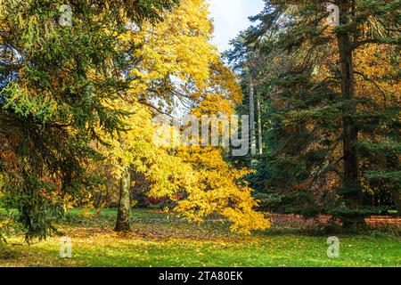 Colori autunnali nella Foresta reale di Dean - Bitternut Hickory (Carya cordiformis) nel Cyril Hart Arboretum vicino a Speech House, Gloucestershire, Ing Foto Stock