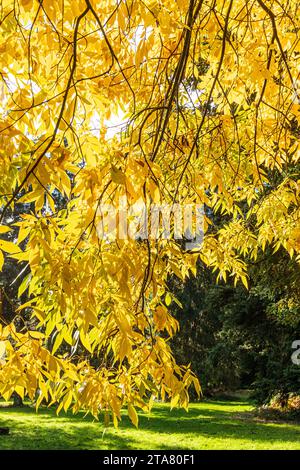 Colori autunnali nella Foresta reale di Dean - Bitternut Hickory (Carya cordiformis) nel Cyril Hart Arboretum vicino a Speech House, Gloucestershire, Ing Foto Stock