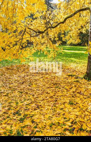Colori autunnali nella Foresta reale di Dean - Bitternut Hickory (Carya cordiformis) nel Cyril Hart Arboretum vicino a Speech House, Gloucestershire, Ing Foto Stock