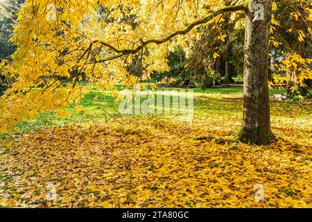 Colori autunnali nella Foresta reale di Dean - Bitternut Hickory (Carya cordiformis) nel Cyril Hart Arboretum vicino a Speech House, Gloucestershire, Ing Foto Stock