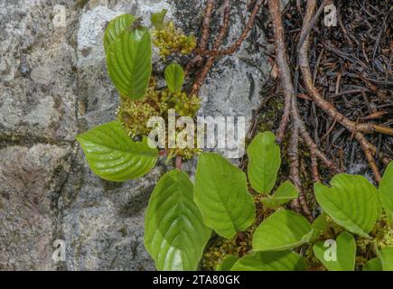 Nano Buckthorn, Rhamnus pumilus, in fiore su pietra calcarea, Alpi Giulie. Foto Stock