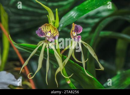 Orchidea a guscio, Prosthechea cochleata, in fiore. America centrale tropicale. Foto Stock