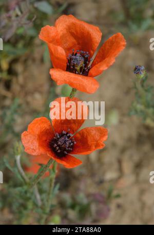 Papavero ruvido, Roemeria hispida (Papaver hybridum) in fiore e frutta in campo di mais. Raro nel Regno Unito. Foto Stock