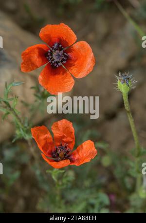 Papavero ruvido, Roemeria hispida (Papaver hybridum) in fiore e frutta in campo di mais. Raro nel Regno Unito. Foto Stock