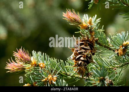 Pseudotsuga menziesii, Branch, Douglas Fir, Shoots, Cone, fogliame, Twig, natura Foto Stock