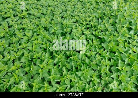 Urtica dioica, ortica pungente, texture foglie di alto livello, primavera Foto Stock