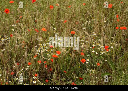 Vista sul prato, Bretigny sur Orge, Francia Foto Stock