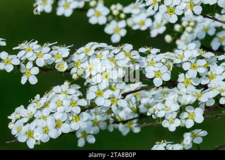 Primo piano, Fiori, Garland Spirea, Spiraea x arguta sin. Spiraea salicifolia, Blooming, White, Spiraea, Spring, impianto Foto Stock