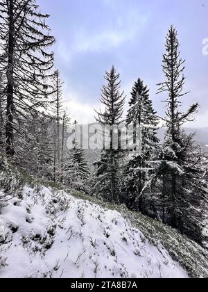 Les premières chutes de neige recouvrent le wintersol et les arbres Foto Stock