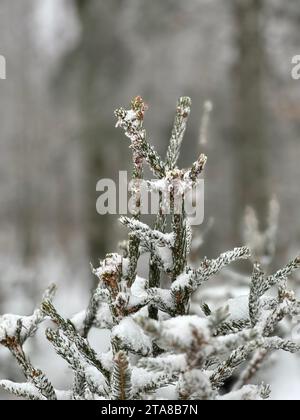 Les premières chutes de neige recouvrent le wintersol et les arbres Foto Stock