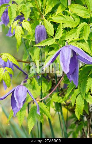 Blue, Flower, Clematis alpina 'Pamela Jackman' Foto Stock