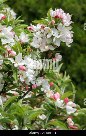 Crabapple, Malus, granchio, fioritura, Malus PomZai, fiore, primavera, bianco, fiori, pianta Foto Stock
