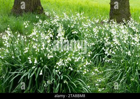 Leucojum aestivum 'Gravetye Giant', prato, fiocco di neve estivo, Loddon giglio primavera, bianco, fiorisce in un mucchio Foto Stock