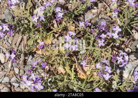 Fiori della matthiola tricuspidata (Matthiola tricuspidata) in Turchia Foto Stock