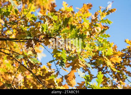 Quercia colorata (Quercus sp.) foglie Foto Stock