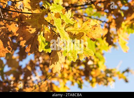 Quercia colorata (Quercus sp.) foglie Foto Stock