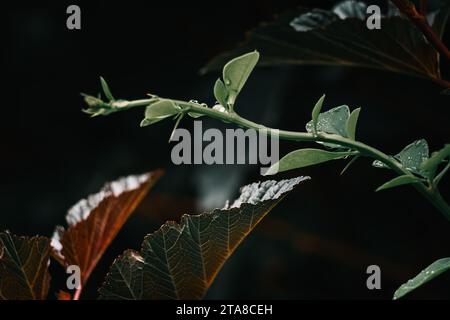 Gocce di pioggia autunnali sulle foglie Foto Stock