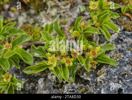 Nano Buckthorn, Rhamnus pumila, in fiore sulla scogliera dei Pirenei. Foto Stock