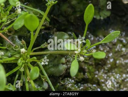 Fango, Limosella aquatica, in fiore nel fango umido sul bordo dello stagno. Non comune nel Regno Unito. Foto Stock