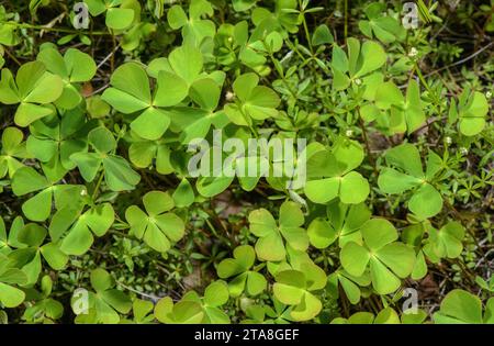 Foglie o fronde di felce, trifoglio d'acqua europeo, Marsilea quadrifolia Foto Stock