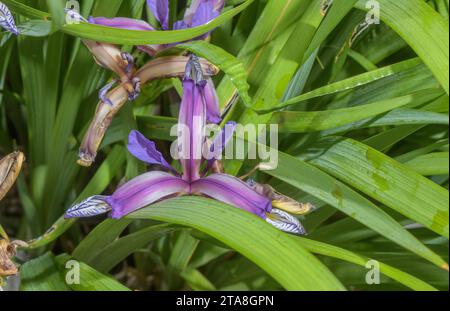 Iris, Iris graminea, in fiore all'inizio dell'estate, Alpi orientali. Foto Stock