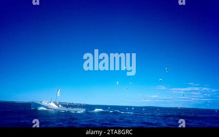 WEDGEPORT, NS - 11 SETTEMBRE: Vista generale dei gabbiani che scaldano la barca durante l'International Tuna Cup 1955 l'11 settembre 1955 al largo delle coste di Wedgeport, nuova Scozia, Canada. (Foto di Hy Peskin) Foto Stock