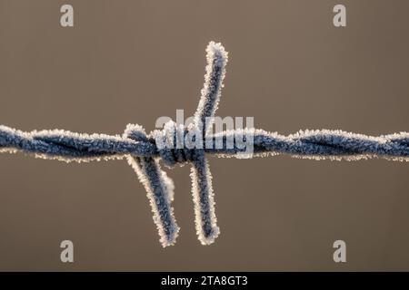 Filo metallico color argento congelato. Inverno, stagione, sfondo marrone sfocato. Stato mentale. Illuminato dal sole del mattino. Foto Stock