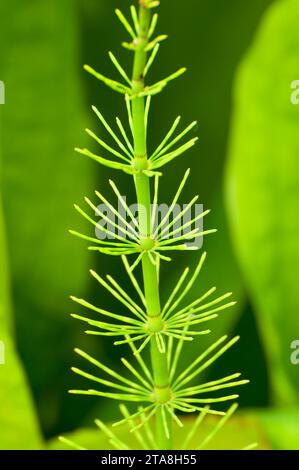 Equiseto reed lungo Skunk cavolo Trail, Revelstoke National Park, British Columbia, Canada Foto Stock