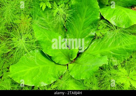 Skunk cavolo lungo la West Lake Loop Trail, Grey Parco Provinciale, British Columbia, Canada Foto Stock