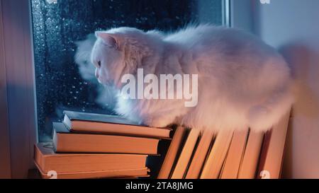 Gatto bianco soffice riposa in cima a una pila di libri di carta, pioggia notturna nella finestra, autunno Foto Stock