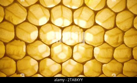 Filmati macro all'interno dell'alveare delle api. Celle di paraffina vuote gialle. Preparazione. Foto Stock