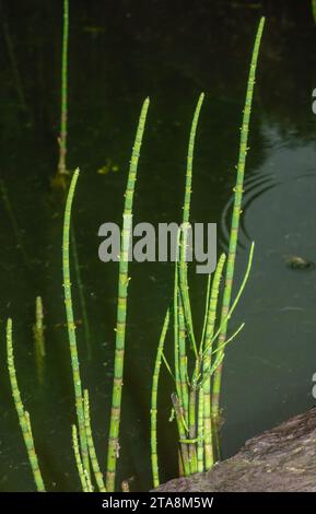 Equiseto d'acqua, equiseto fluviatile, fronde in stagno montano. Foto Stock