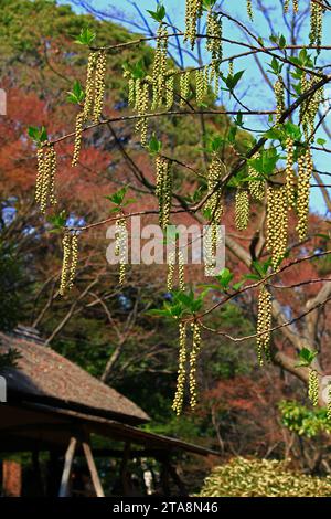 I fiori Stachyurus praecox di inizio primavera fioriscono nei campi e nelle montagne che si sono appassiti in inverno Foto Stock