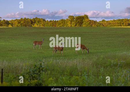 Cervi dalla coda bianca che pascolano in un campo di fieno nel Wisconsin settentrionale. Foto Stock