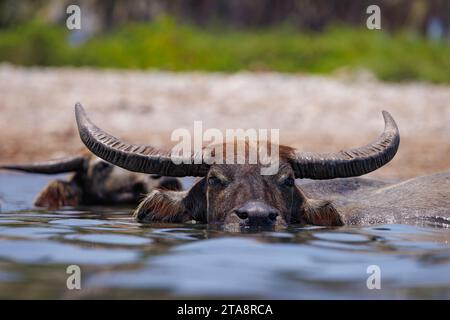 Bufalo d'acqua asiatico domestico, Bubalus arnee, si bagna in un fiume vicino alla città di Baucau, nel nord della repubblica Democratica di Timor Est. Foto Stock