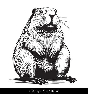 Beaver rodent mammifero. Imitazione di gratta e vinci. Immagine disegnata a mano in bianco e nero. Illustrazione del vettore di incisione Illustrazione Vettoriale