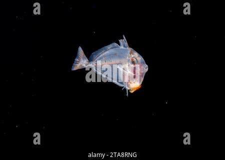 Questo palcoscenico larvale di un surgeonfish è lungo appena tre centimetri ed è stato fotografato durante un'immersione blackwater Drift, in mare aperto a 50 metri con il fondo Foto Stock