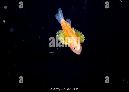 Questo cardinalfish larvale della famiglia Apogonidae, è lungo solo un pollice ed è stato fotografato durante un'immersione alla deriva delle acque nere, in mare aperto a 50 metri Foto Stock