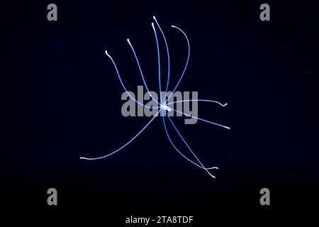 Lo stadio larvale di un anemone. Si stabilizzerà sul fondo a circa 100 giorni. Fotografato di notte a un miglio dall'isola di Yap, Federate Foto Stock