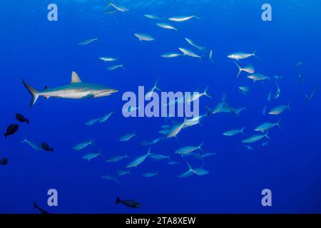 Uno squalo grigio della barriera corallina, Carcharhinus amblyrhynchos, si trasferisce su una scuola o un rainbow runner, Elagatis bipinnulata. Il corridore arcobaleno si trova in Large scho Foto Stock