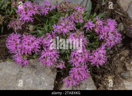 Catchfly alpino rosso, Silene suecica, in fiore nelle Alpi svizzere. Foto Stock