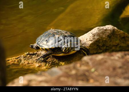 Gelbbauch-Schmuckschildkröte nehmt ein sonnen Bad Trachemys Scripta Foto Stock