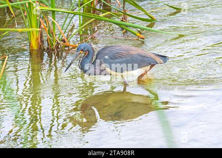 Una Heron tricolore sulla caccia nel Port Aransas Birding Center in Texas Foto Stock