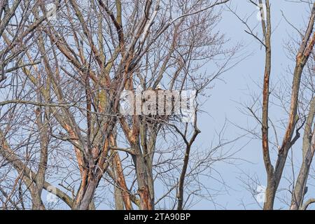 Aquila calva seduta sul suo nido vicino al fiume Mississippi nei pressi di Savanna, Illinois Foto Stock