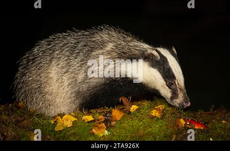 Badger, nome scientifico: Meles meles. Primo piano di un tasso adulto in autunno in una notte piovosa e bagnata. Rivolto a destra sul muschio verde con rospi rossi Foto Stock